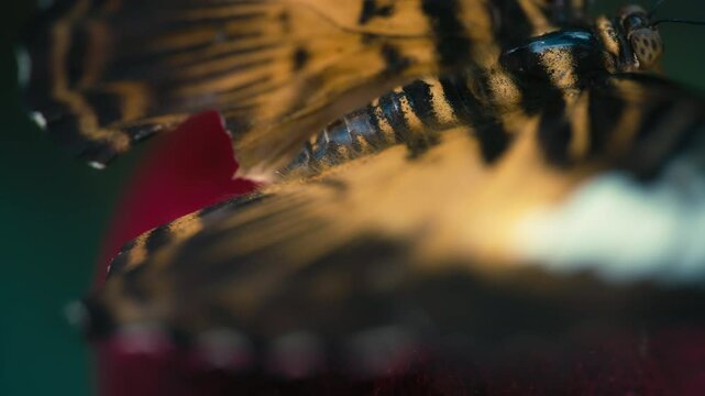 Macro shot of the wings of golden longwing butterfly. Slow motion. 