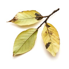 Fototapeta premium Box elder leaf isolated on a white background, close up