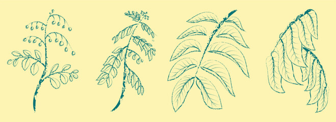 PLANTS BOTANICAL POSTER, DOODLE ILLUSTRATION OF MATOA TREE LEAVES, ORGANIC DESIGN ELEMENTS