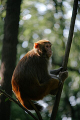 Monkeys on a tree