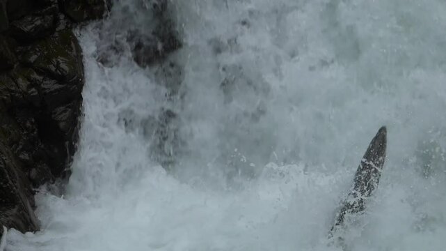 Salmon fish leap in air migrate against waterfall current, slow motion