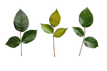 A collection of rose leaf twigs with three leaves isolated against a flat background.
