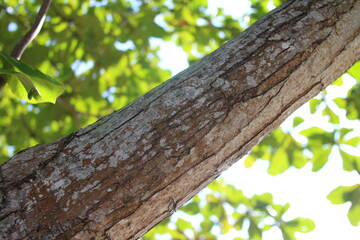 Tree branch with cracked bark texture in nature