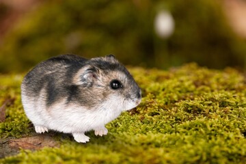 Fototapeta premium rare animals wildlife cute small hamster