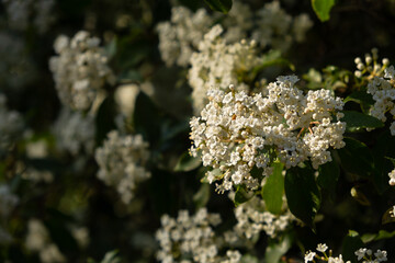 Black-fruited viburnum flowering. White delicate little flowers in close-up. Bright flowering bushes in spring. A natural fragrant background for the design. The concept of gardening, park decorations