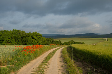 The road is a field of poppies. Bright summer serene landscape. The concept of traveling through the countryside. Spring flowering of poppies. Blue rain clouds are low. Natural background for design
