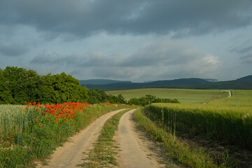 The road is a field of poppies. Bright summer serene landscape. The concept of traveling through the countryside. Spring flowering of poppies. Blue rain clouds are low. Natural background for design