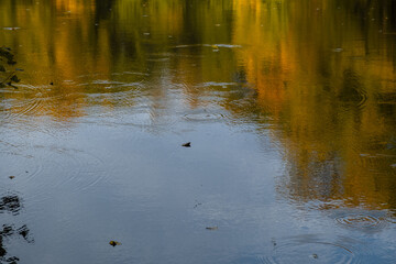 Lake reflection water autumn. Authentic autumn natural background for the design. A cloudy warm day. Circles on the water of falling leaves. Abstract pond surface background with sky reflection