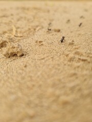 Ant footprint in sand