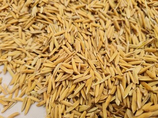 Paddy rice basmati, chawal