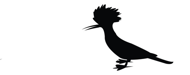 Eurasian Hoopoe Bird Silhouette And Vector Illustration. 