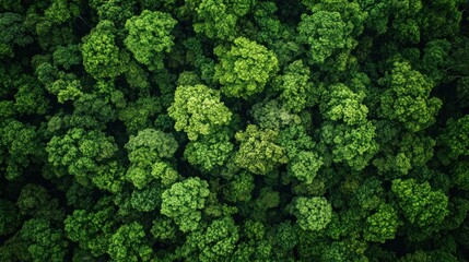Fototapeta premium Aerial View of Lush Green Forest Canopy