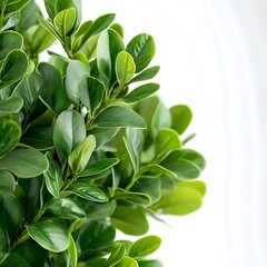 Obraz premium Buxus sempervirens isolated on a white background, close up