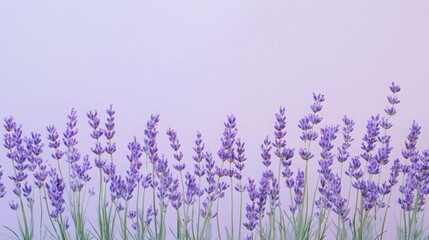 Naklejka premium Soft lavender background, evenly colored, plain and smooth with no detail