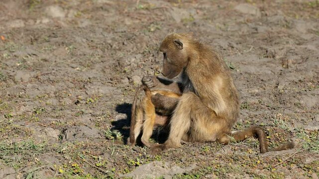 Chacma baboons (Papio ursinus) grooming in natural habitat, Chobe National Park, Botswana