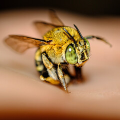 a yellow insect caught on camera