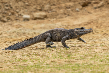 Dwarf crocodile (Osteolaemus tetraspis), also known commonly as the African dwarf, broad-snouted or bony crocodile, is an African crocodile that is also the smallest