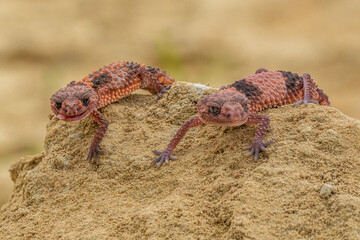 Nephrurus wheeleri, also known commonly as the banded knob-tailed gecko, the southern banded knob-tailed gecko, and Wheeler's knob-tailed gecko