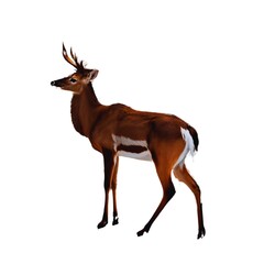 Fototapeta premium Adorable deer