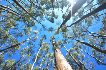 Quenqo forest, Perú (Natural Landscape)