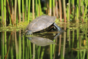 Obraz premium Espejo de tortuga