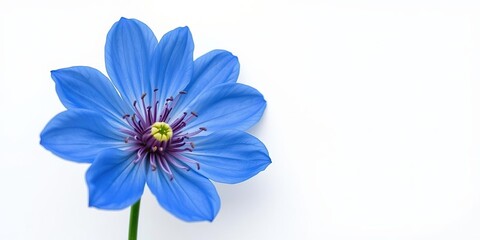 Fototapeta premium Blue flower with intricate details against a plain white canvas, showcasing its unique beauty, floral patterns, detailed, artistic
