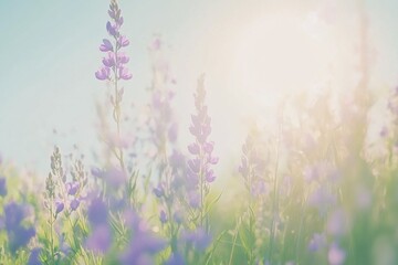 Obraz premium Field of purple flowers with bright sun in the background. The scene is peaceful and serene, background for design works. Spring joyful background.