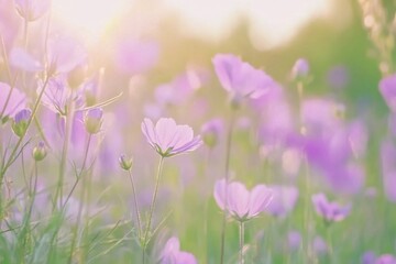 Obraz premium Field of purple flowers with bright sun in the background. The scene is peaceful and serene, background for design works. Spring joyful background.