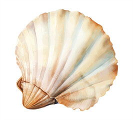 seashell isolated on white