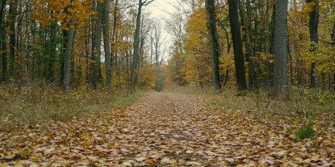 Obraz premium A serene forest path covered in autumn leaves, showcasing the beauty of nature.