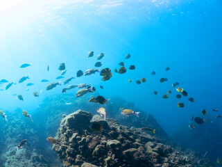 美しいチョウチョウウオ（チョウチョウウオ科）、メジナ（イスズミ科）、ホウライヒメジ（ヒメジ科）他の群れ。
英名学名：Largescale Blackfish (Girella punctata), Whitesaddle goatfish (Parupeneus ciliatus), Oriental ButterflyFish (Chaetodon aurites)
中木ヒリゾ浜2024年

