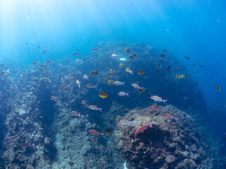 美しいチョウチョウウオ（チョウチョウウオ科）、メジナ（イスズミ科）、ホウライヒメジ（ヒメジ科）他の群れ。
英名学名：Largescale Blackfish (Girella punctata), Whitesaddle goatfish (Parupeneus ciliatus), Oriental ButterflyFish (Chaetodon aurites)
中木ヒリゾ浜2024年
