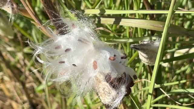 Milkweed (Asclepias syriaca) seeds dispersing from pods in late fall