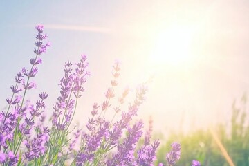 Lavender Field of purple flowers with bright sun in the background. The scene is peaceful and serene, background for design works. Spring joyful background.