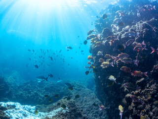 Obraz premium 美しいチョウチョウウオ（チョウチョウウオ科）、メジナ（イスズミ科）、ホウライヒメジ（ヒメジ科）他の群れ。 英名学名：Largescale Blackfish (Girella punctata), Whitesaddle goatfish (Parupeneus ciliatus), Oriental ButterflyFish (Chaetodon aurites) 中木ヒリゾ浜2024年 