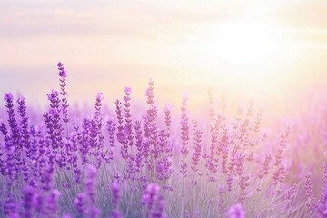 Lavender Field of purple flowers with bright sun in the background. The scene is peaceful and serene, background for design works. Spring joyful background.