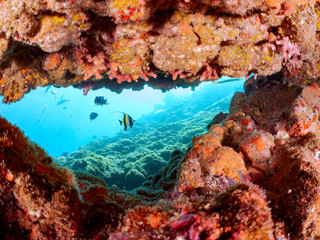 水中洞窟の
美しいツノダシ（ツノダシ科）他。
英名学名：Moorish Idol (Zanclus cornutus)
美しいチョウチョウウオ（チョウチョウウオ科）の群れ他。
英名学名：Oriental ButterflyFish (Chaetodon aurites)
静岡県伊豆半島賀茂郡南伊豆町中木ヒリゾ浜2024年
