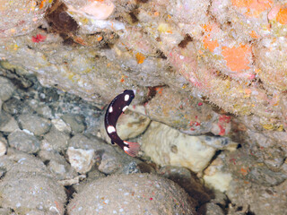 可愛いスミツキベラ（ベラ科）の幼魚他。
英名学名：Axilspot hogfish, Bodianus axillaris
静岡県伊豆半島賀茂郡南伊豆町中木ヒリゾ浜2024年
