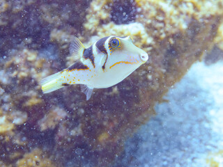 美しいハナキンチャクフグ（フグ科）他。
英名学名：Crown Toby (Canthigaster axiologus)
静岡県伊豆半島賀茂郡南伊豆町中木ヒリゾ浜2024年
