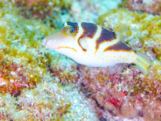 美しいハナキンチャクフグ（フグ科）他。
英名学名：Crown Toby (Canthigaster axiologus)
静岡県伊豆半島賀茂郡南伊豆町中木ヒリゾ浜2024年
