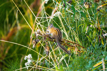 chipmunk holding onto a branch amongst the tall grasses eating the flowers and seeds
