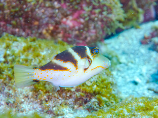 美しいハナキンチャクフグ（フグ科）他。
英名学名：Crown Toby (Canthigaster...