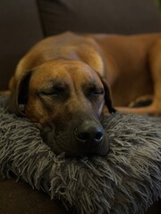 portrait of a dog sleeping