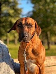 Rhodesian ridgeback