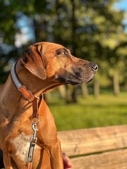 Profile of rhodesian ridgeback