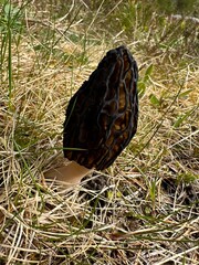 Morchella