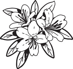 black and white lily flower