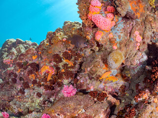 ウミカラマツ（ソフトコーラル）が生えるドロップオフのキンギョハナダイ（ハナダイ亜科）ソラスズメダイ（スズメダイ科）他群れ
英名学名：Sea Goldie (Pseudanthias squamipinnis)
Heavenly Damselfish (Pomacentrus coelestis)
Antipathes japonica
静岡県伊豆半島賀茂郡南伊豆町中木ヒリゾ浜2024年
