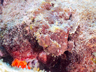 エスカ（触手）を振って魚を呼び寄せて狩る、巨大なオオモンカエルアンコウ（カエルアンコウ科）。
英名学名：Giant Frogfish, Antennarius commersoni
自分よりも大きな獲物でも、１０倍に広がる大きな口で丸呑みにする。
その速度は0.0001秒。生物界最速のハンターである。

静岡県伊豆半島賀茂郡南伊豆町中木ヒリゾ浜2024年
