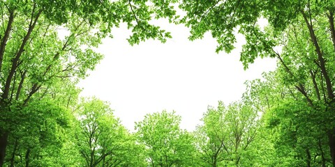Fototapeta premium A vibrant canopy of fresh green leaves framing a bright, serene sky, symbolizing tranquility and nature's beauty.